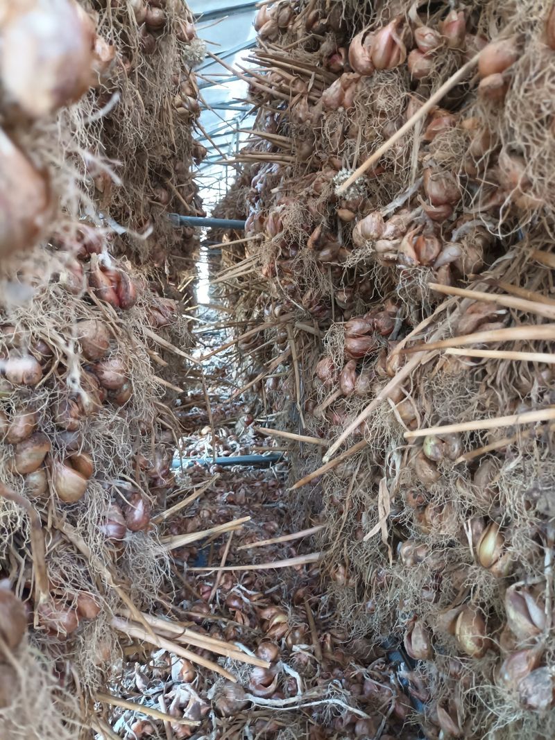 꽃봉산님의 장터 판매 상품 [예천 쪽파 종구15kg기준] 첨부 사진