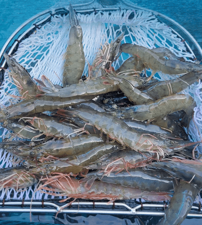 장터 상품 [(특가) 활 흰다리새우 ] 썸네일