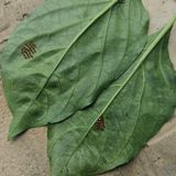 팜모닝 자유주제·자유게시판 게시글 이미지