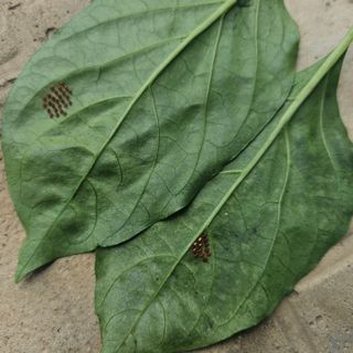 금산농장초보님의 자유주제 · 자유게시판 작성글 사진