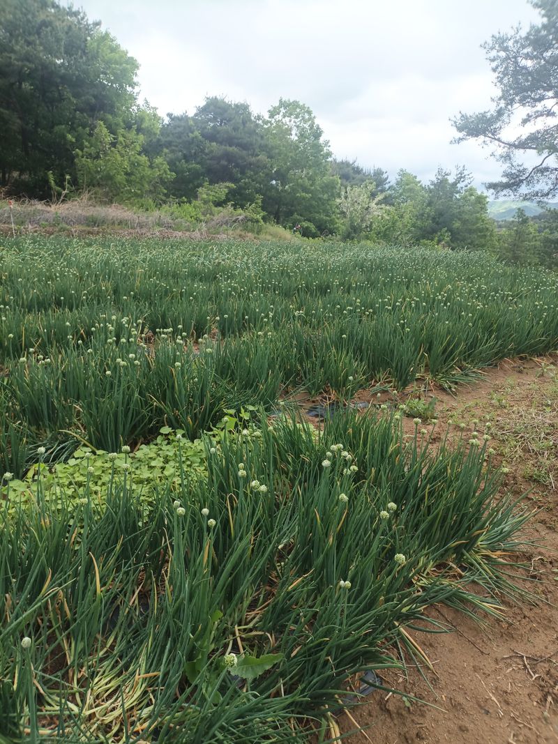 꽃봉산님의 장터 판매 상품 [예천 쪽파 종구15kg기준] 첨부 사진