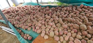 힐스님의 농사, 무엇이든 물어보세요! · 참여글 작성글 사진