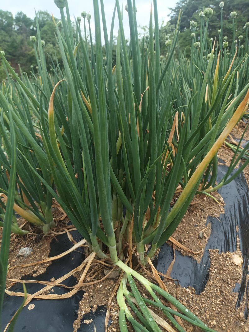 꽃봉산님의 장터 판매 상품 [예천 쪽파 종구15kg기준] 첨부 사진