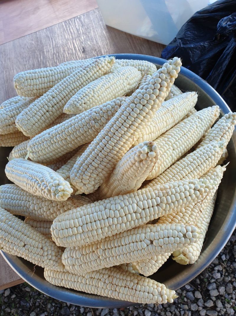 황둔얼렁뚱땅체리농부님의 장터 판매 상품 [강원도 미백찰옥수수] 첨부 사진