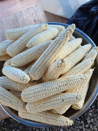 황둔얼렁뚱땅체리농부님의 작성글 사진