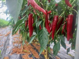 박린님의 자유주제 · 자유게시판 작성글 사진