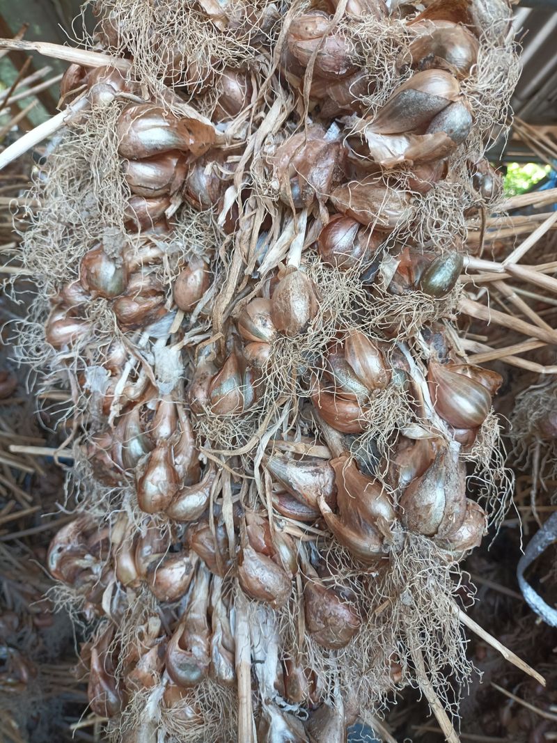 장터 상품 [예천 쪽파 종구15kg기준] 썸네일