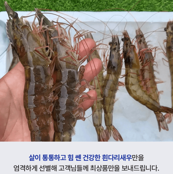 스피드번님의 장터 판매 상품 [(특가) 활 흰다리새우 ] 첨부 사진