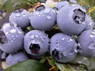 하동베리굿베리팜님의 작성글 사진