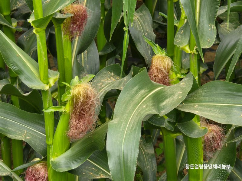 황둔얼렁뚱땅체리농부님의 장터 판매 상품 [강원도 미백찰옥수수] 첨부 사진