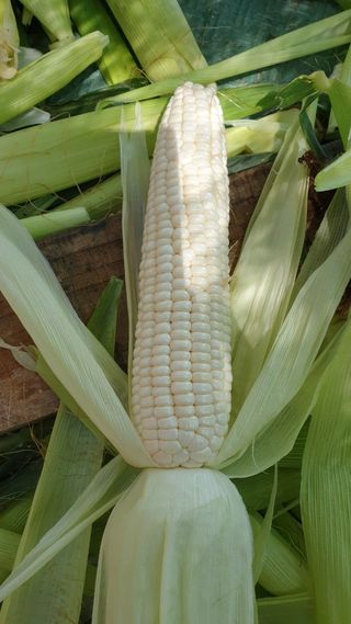 황둔얼렁뚱땅체리농부님의 작성글 사진