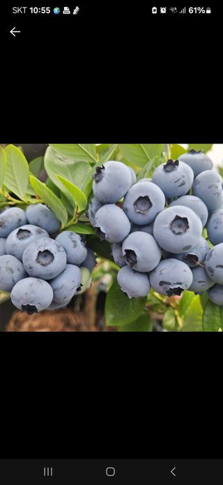 하동베리굿베리팜님의 작성글 사진