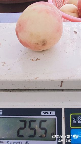 동우농장(김대욱)님의 복숭아 · 자유게시판 작성글 사진