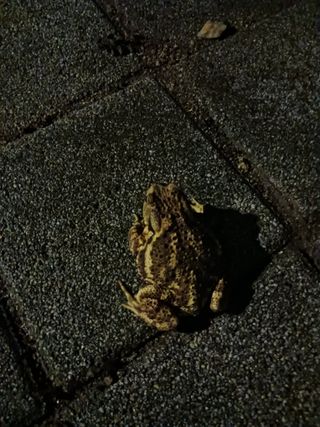 조정분(사랑이엄마)님의 자유주제 · 자유게시판 작성글 사진