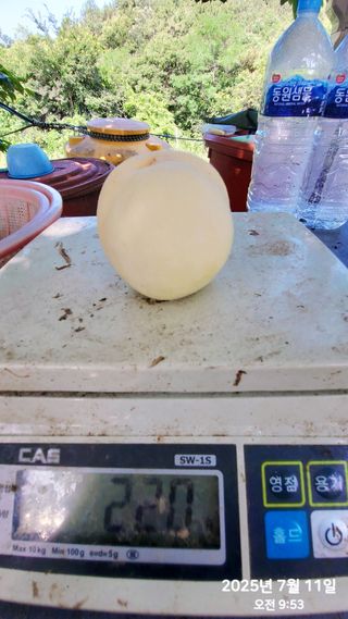 동우농장(김대욱)님의 복숭아 · 자유게시판 작성글 사진