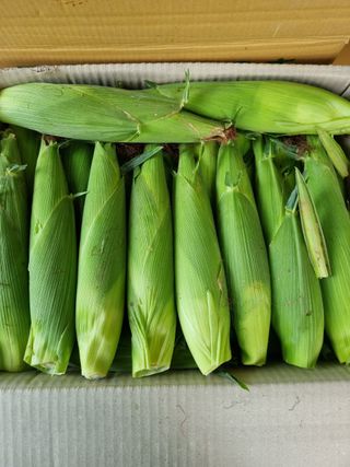 황둔얼렁뚱땅체리농부님의 작성글 사진