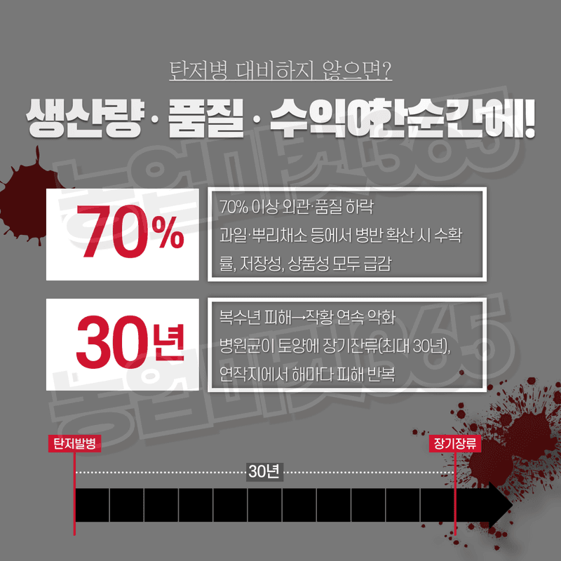 농업마켓365님의 장터 판매 상품 [농업마켓365 탄저솔루션SET 액제 500ml+500ml 식물영양제 비료 무름예방 탄저병 균박멸 작물보호] 첨부 사진