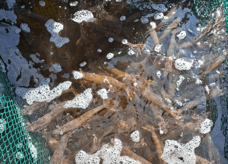 스피드번님의 장터 판매 상품 [(특가) 활 흰다리새우 ] 첨부 사진