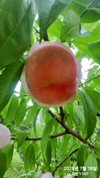 동우농장(김대욱)님의 복숭아 · 자유게시판 작성글 사진