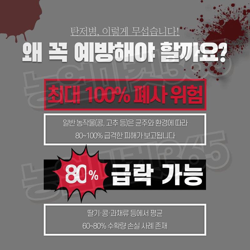 농업마켓365님의 장터 판매 상품 [농업마켓365 탄저솔루션SET 액제 500ml+500ml 식물영양제 비료 무름예방 탄저병 균박멸 작물보호] 첨부 사진