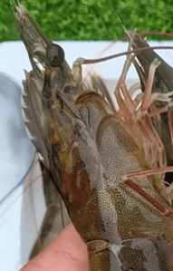 스피드번님의 장터 판매 상품 [(특가) 활 흰다리새우 ] 첨부 사진