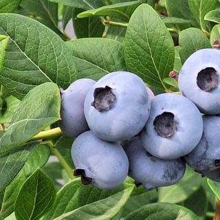 하동베리굿베리팜님의 작성글 사진