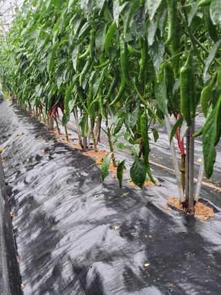 김종옥님의 자유주제 · 자유게시판 작성글 사진