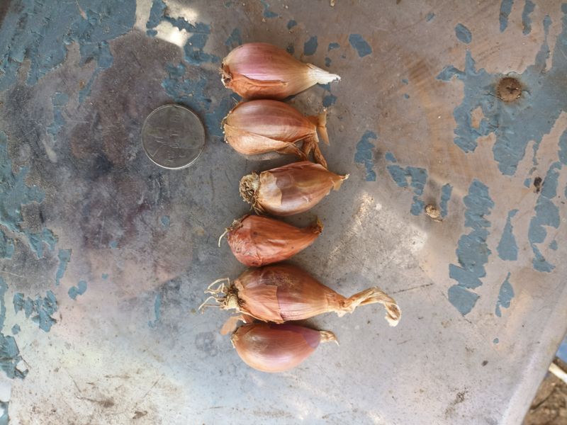 꽃봉산님의 장터 판매 상품 [예천 쪽파 종구15kg기준] 첨부 사진