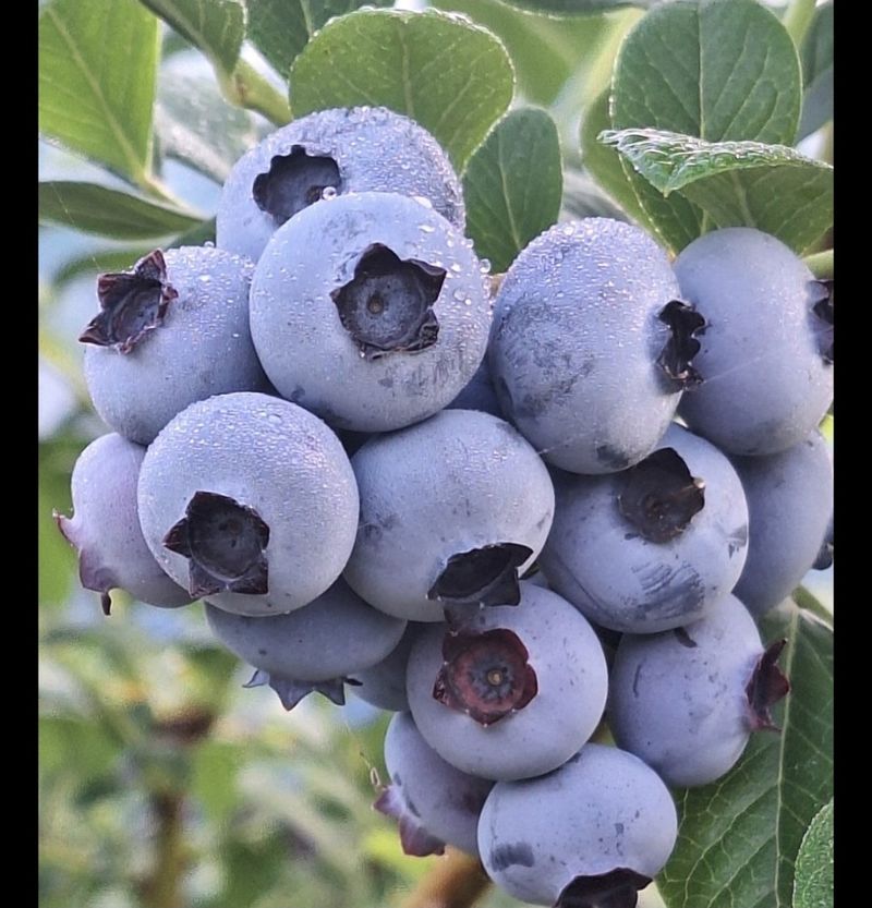 장터 상품 [국내산 생과16,17mm만생종 블루베리 특대과1kg] 썸네일