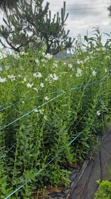 팜모닝 농사, 무엇이든 물어보세요!·참여글 게시글 이미지