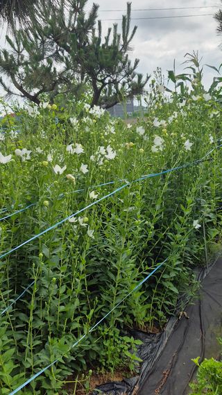 또배워님의 농사, 무엇이든 물어보세요! · 참여글 작성글 사진