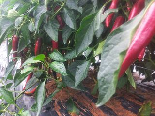 박린님의 자유주제 · 자유게시판 작성글 사진