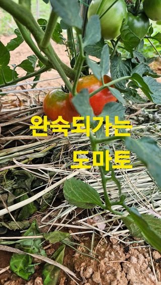 장철식님의 자유주제 · 자유게시판 작성글 사진