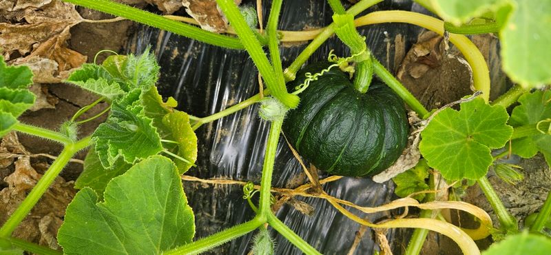 김화석님의 장터 판매 상품 [미니밤단호박(보우짱)5kg] 첨부 사진