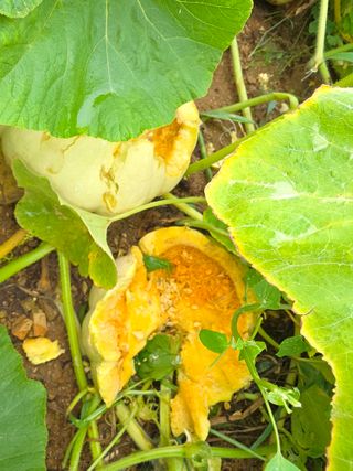 _고성농장님의 자유주제 · 자유게시판 작성글 사진