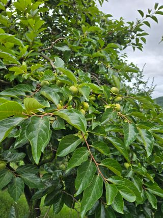 이충민님의 감 · 자유게시판 작성글 사진