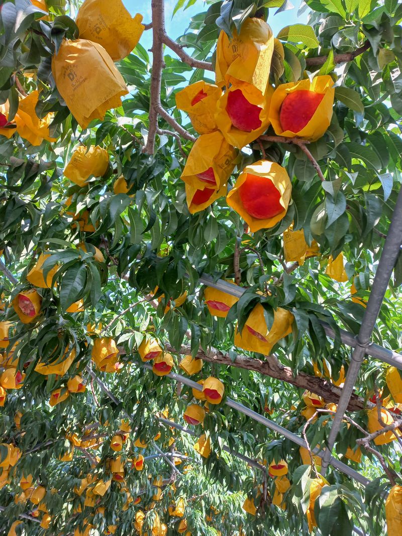 장터 상품 [특허 대홍복숭아 판매] 썸네일