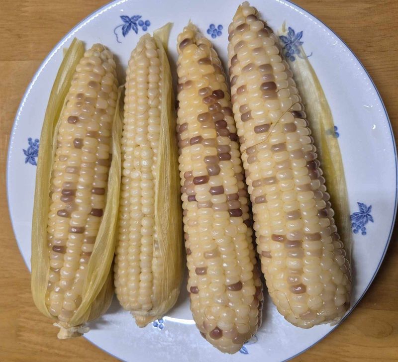 최선화님의 장터 판매 상품 [흑점2호 찰옥수수 50개(판매종료)] 첨부 사진