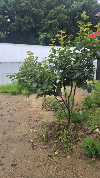 전영순님의 농사, 무엇이든 물어보세요! · 참여글 작성글 사진