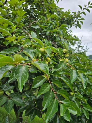 이충민님의 감 · 자유게시판 작성글 사진