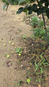 팜모닝 농사, 무엇이든 물어보세요!·참여글 게시글 이미지