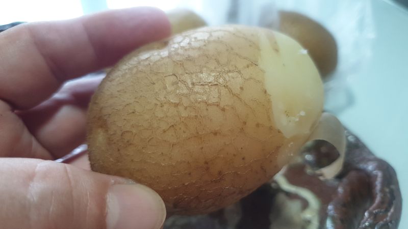 농부아내님의 장터 판매 상품 [해풍과 솔향기 듬뿍, 맛있는 감자] 첨부 사진