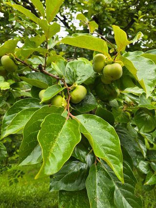 이충민님의 감 · 자유게시판 작성글 사진