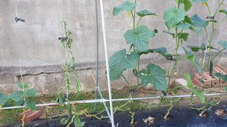 우람님의 농사, 무엇이든 물어보세요! · 참여글 작성글 사진