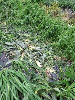 이.일신.꽃분아빠님의 자유주제 · 자유게시판 작성글 사진