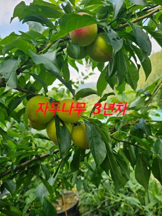 연모 자연의행복님의 자유주제 · 자유게시판 작성글 사진