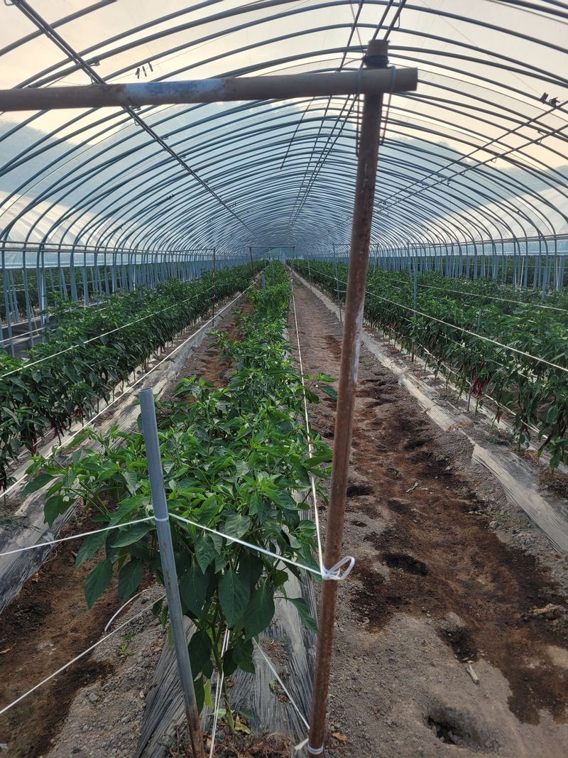 한경희 님의 장터 판매 상품 [고추가루, ] 첨부 사진