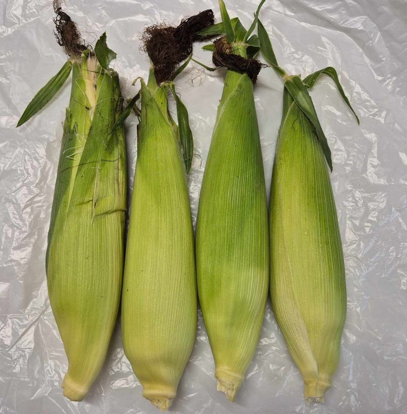 최선화님의 장터 판매 상품 [흑점2호 찰옥수수 50개(판매종료)] 첨부 사진