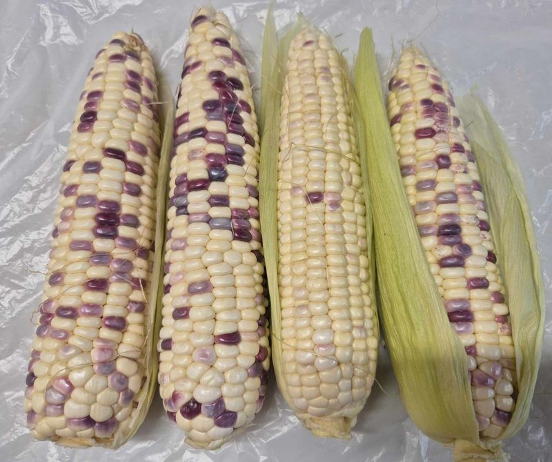 최선화님의 장터 판매 상품 [흑점2호 찰옥수수 50개(판매종료)] 첨부 사진