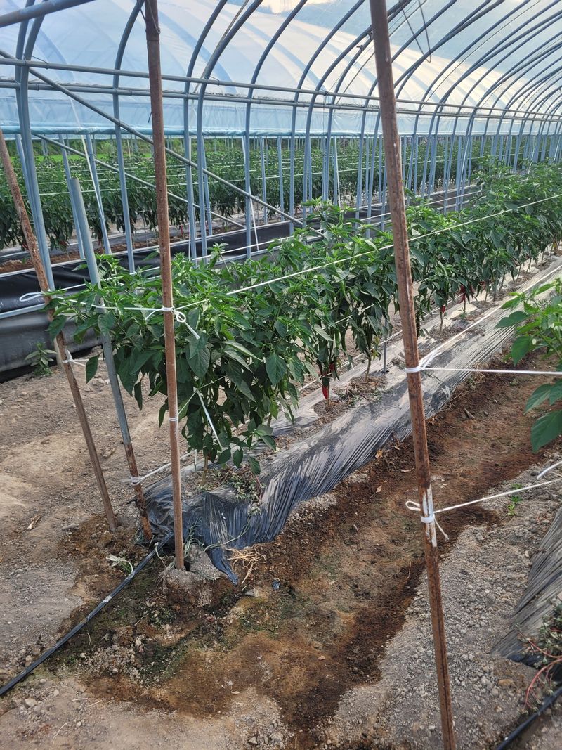 한경희 님의 장터 판매 상품 [고추가루, ] 첨부 사진